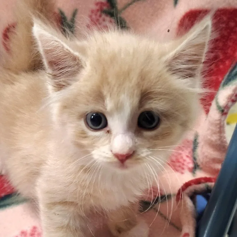 A baby small-sized male Buff / Tan / Fawn Domestic Long Hair cat named Thunder for adoption in Brighton, MO