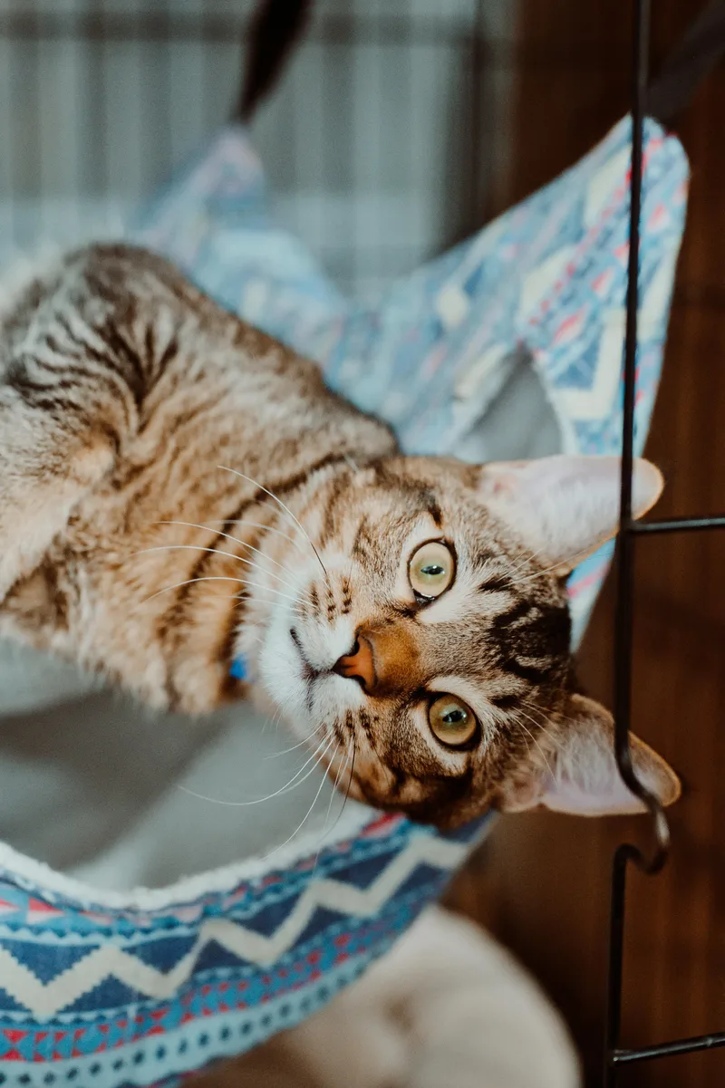 An adult medium-sized male Domestic Short Hair cat named Samson for adoption in Le Mars, IA