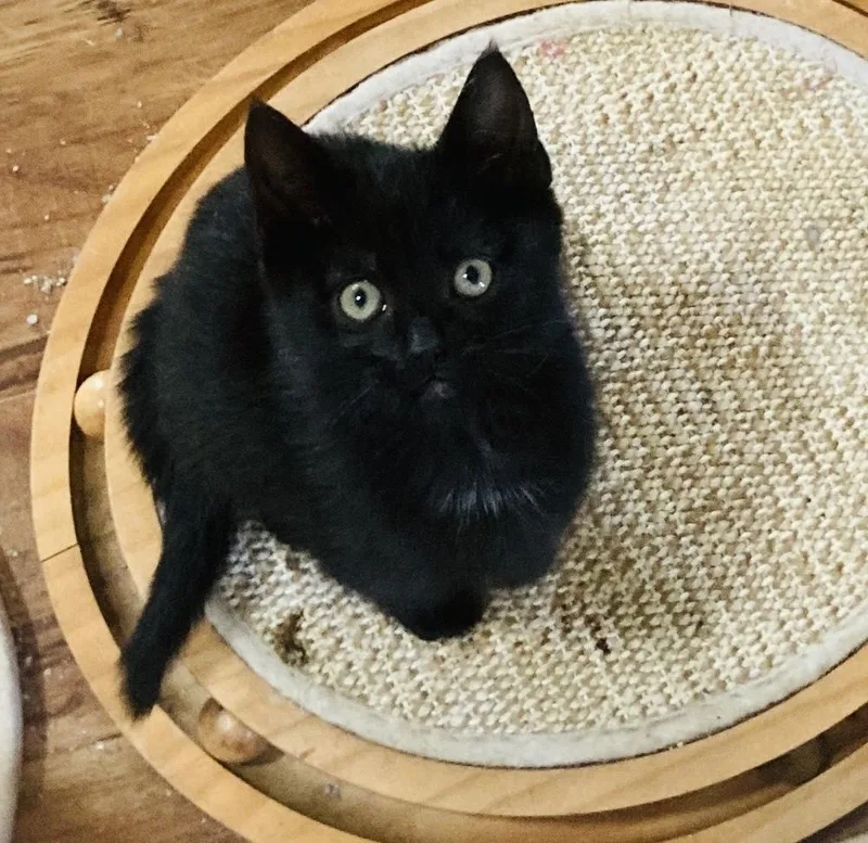 A baby small-sized female Domestic Short Hair cat named Tilly for adoption in Pinole, CA