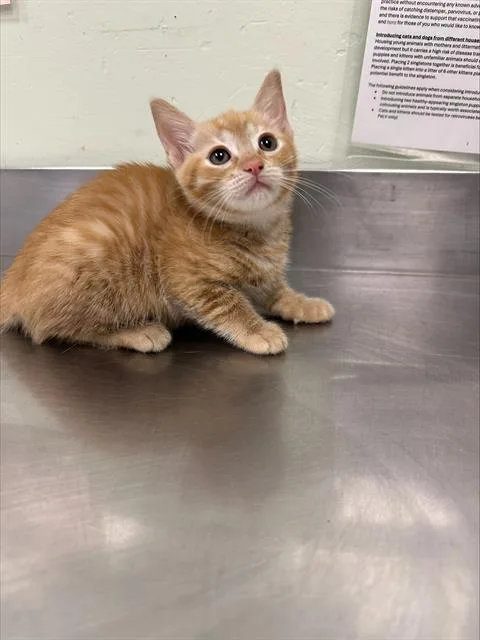 A baby small-sized female Domestic Short Hair cat named Scrambled for adoption in Santa Cruz, CA