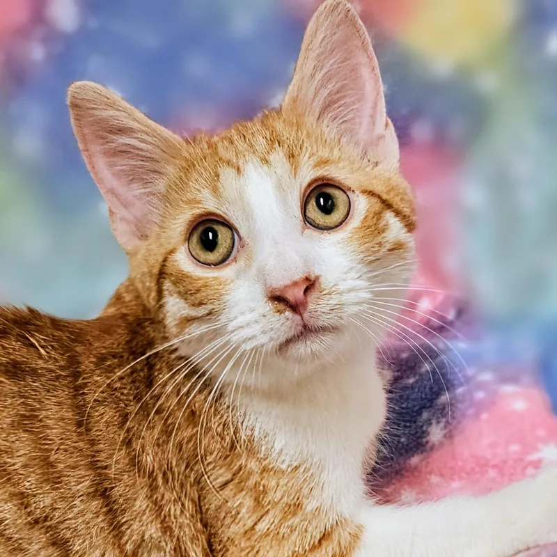 A baby medium-sized male Orange & White Domestic Short Hair cat named Mer for adoption in Yorba Linda, CA