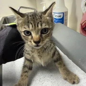 A baby small-sized female Gray / Blue / Silver Domestic Short Hair cat named Olive for adoption in West Palm Beach, FL