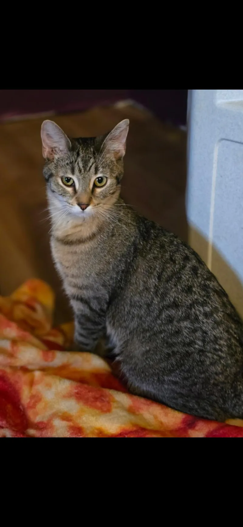 A baby large-sized female Tabby (Brown / Chocolate) Domestic Short Hair cat named Hallie for adoption in Medford, WI