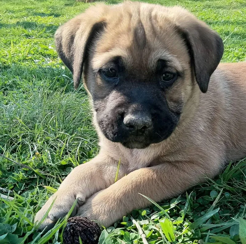 Coco Pups : Courtney thumbnail 2