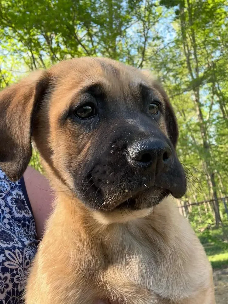 Coco Pups : Courtney thumbnail 3