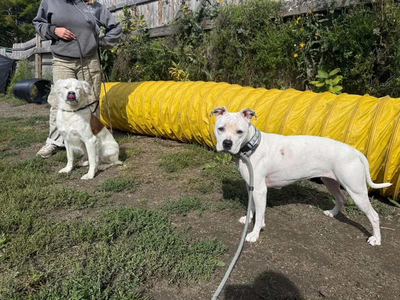 An adult medium-sized female Pit Bull Terrier dog named Spirit for adoption in Randolph Center, VT