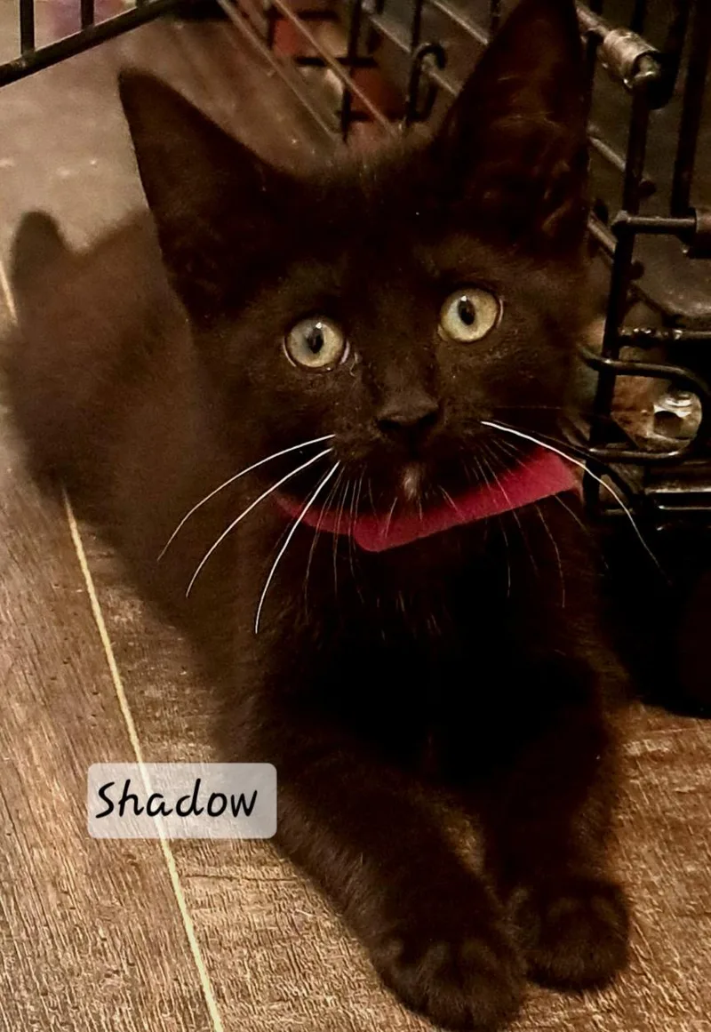 A baby medium-sized female Black Domestic Short Hair cat named Shadow for adoption in Buffalo, NY
