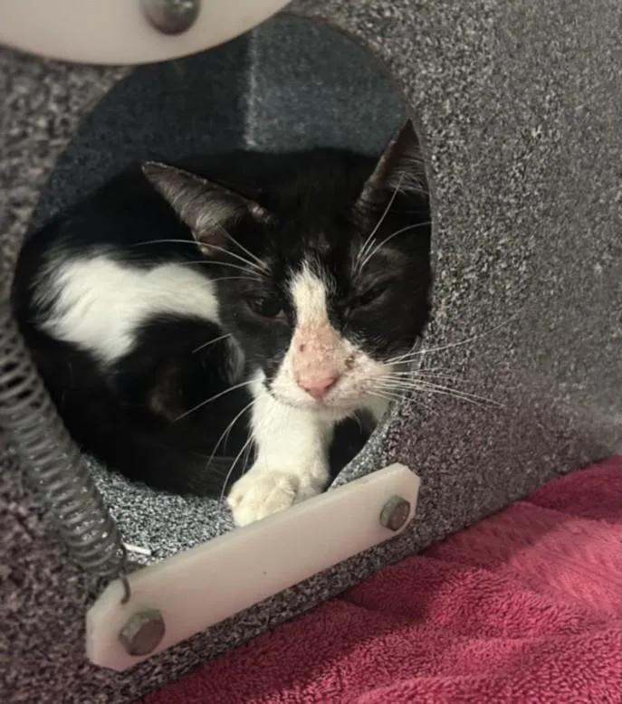 A young medium-sized male Domestic Short Hair cat named Kurtis for adoption in Houston, TX