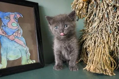A baby small-sized male Domestic Short Hair cat named Crawdaddy for adoption in San Antonio, TX