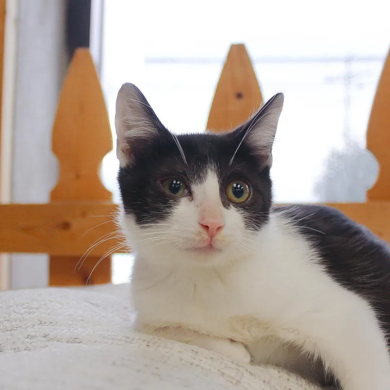 A baby medium-sized male Black & White / Tuxedo Domestic Short Hair cat named Peter for adoption in Wayne, NJ