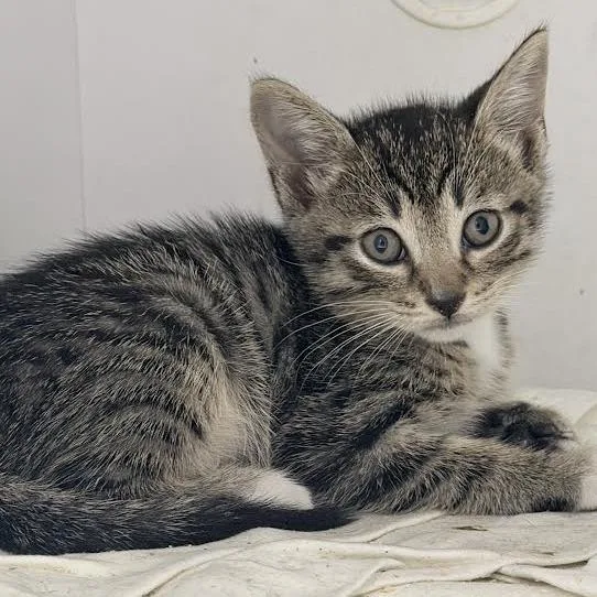 A baby small-sized male Gray / Blue / Silver Domestic Short Hair cat named Tabasco for adoption in Tyler, TX