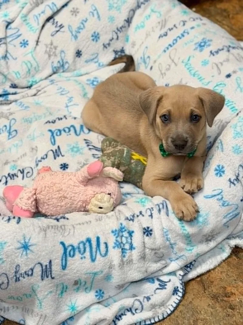 A baby medium-sized male Yellow / Tan / Blond / Fawn Labrador Retriever dog named Pluto for adoption in Brunswick, ME