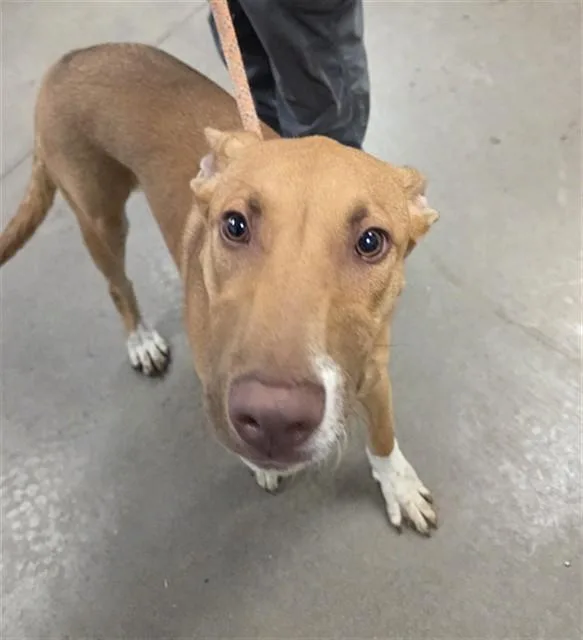 A young large-sized male Labrador Retriever dog named Harlem for adoption in Phoenix, AZ