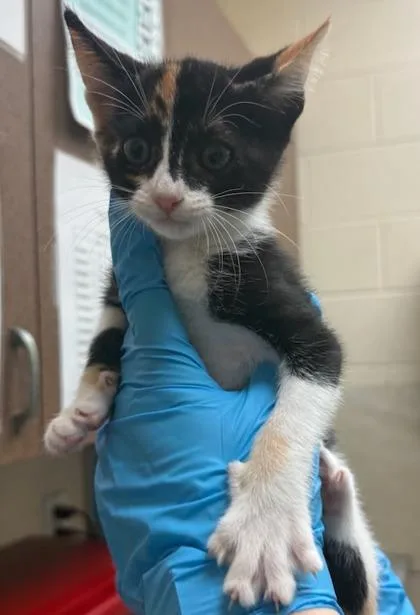A baby small-sized female Domestic Short Hair cat named Patches for adoption in Honolulu, HI