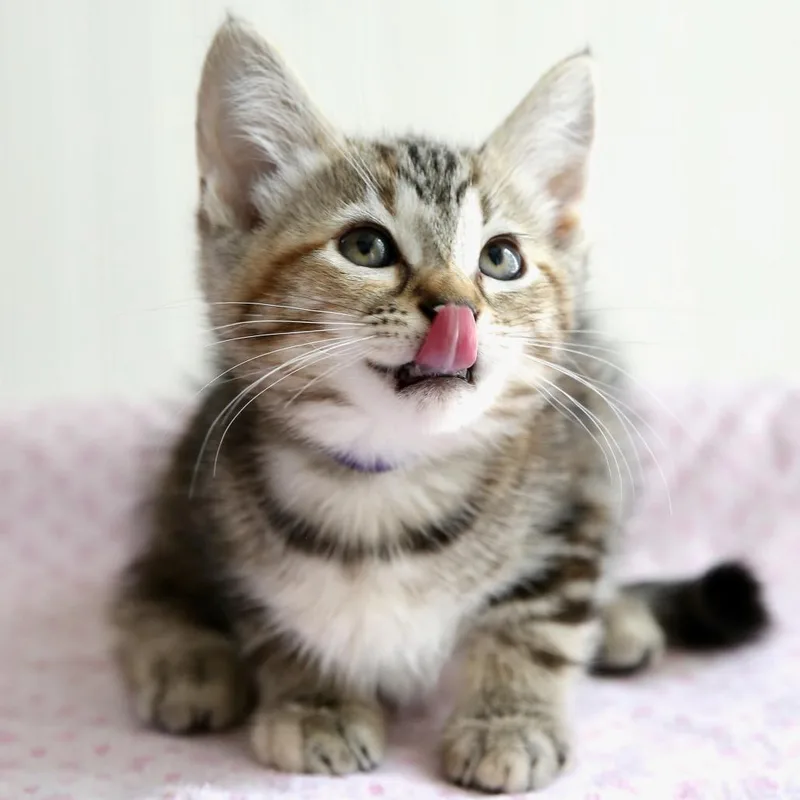 A baby small-sized female Torbie Domestic Short Hair cat named Raisin Bran for adoption in Keizer, OR