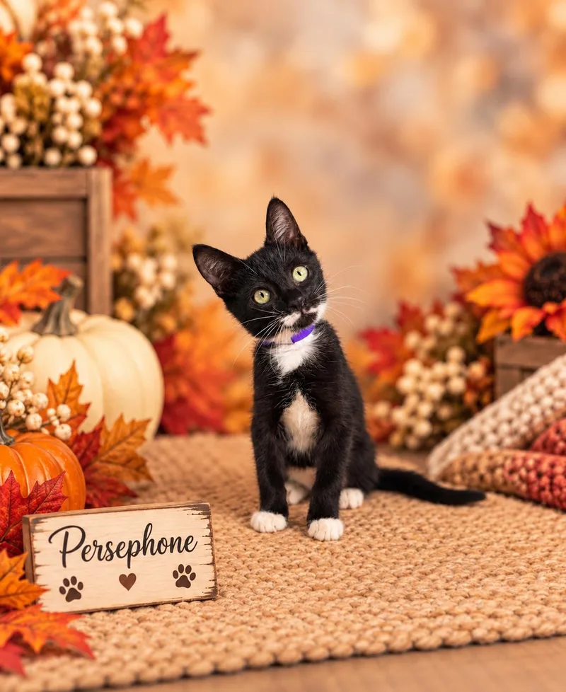 A baby small-sized female Tuxedo cat named Persephone for adoption in Tavares, FL