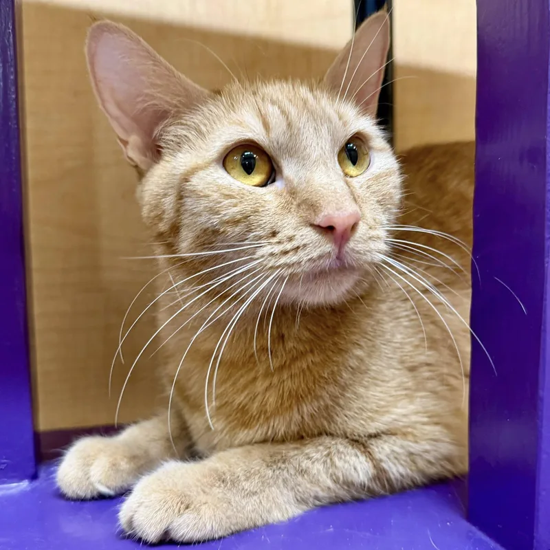 A young medium-sized female Tabby (Orange / Red) Domestic Short Hair cat named Orange Blossom for adoption in Queen Creek, AZ