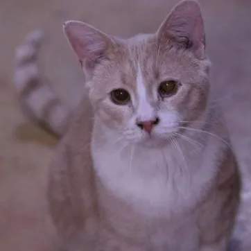An adult medium-sized male Buff & White Domestic Short Hair cat named Hudson for adoption in Minneapolis, MN