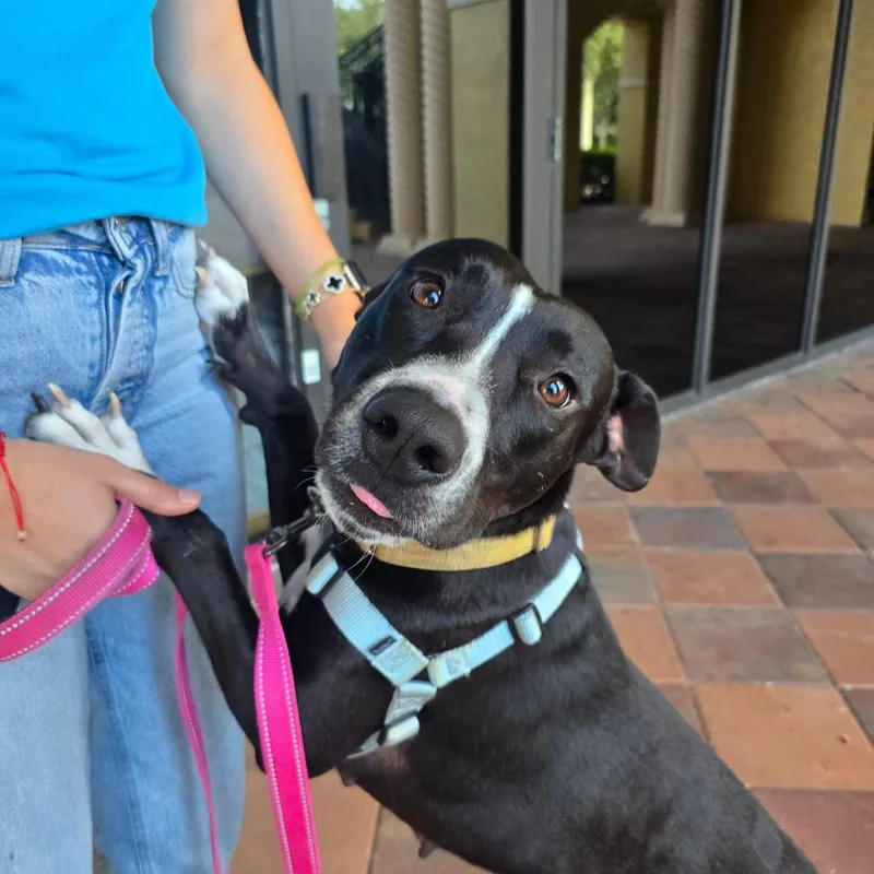 An adult medium-sized female Black Mixed Breed dog named Bibi for adoption in Naples, FL