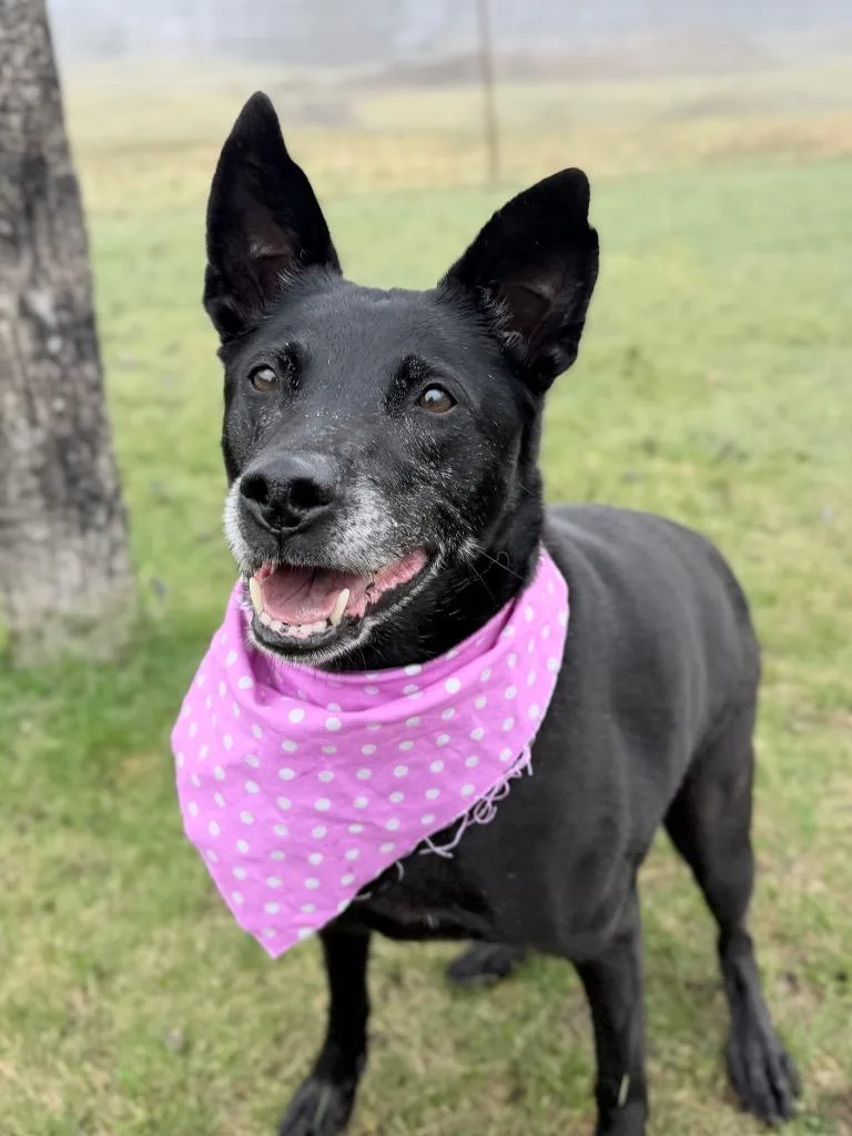 An adult medium-sized female Mixed Breed dog named Mary Ann for adoption in Menomonie, WI