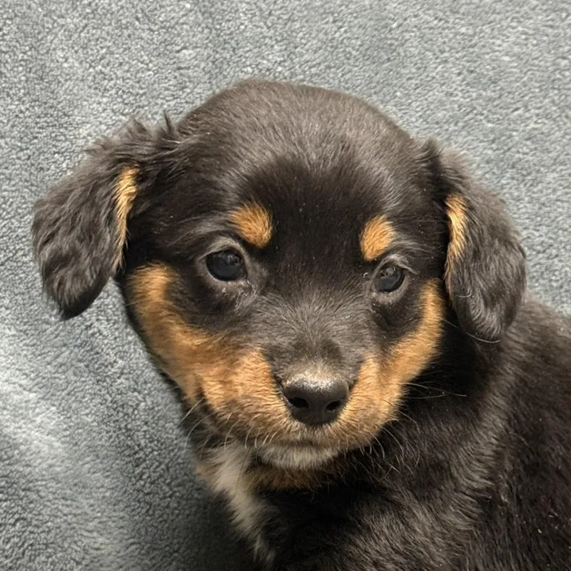 A baby medium-sized male Australian Cattle Dog / Blue Heeler dog named Tyson for adoption in Brenham, TX