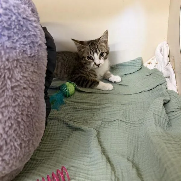 A baby small-sized male White Domestic Short Hair cat named Kyle for adoption in Buellton, CA