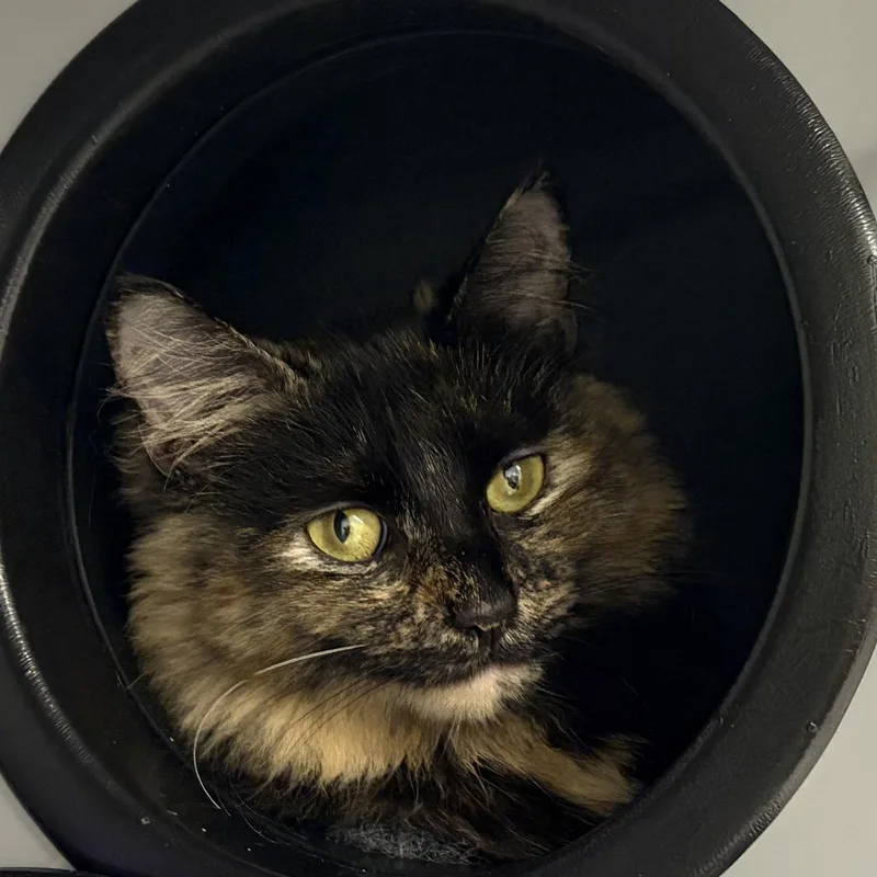 A baby medium-sized female Domestic Long Hair cat named Katrina for adoption in Southold, NY
