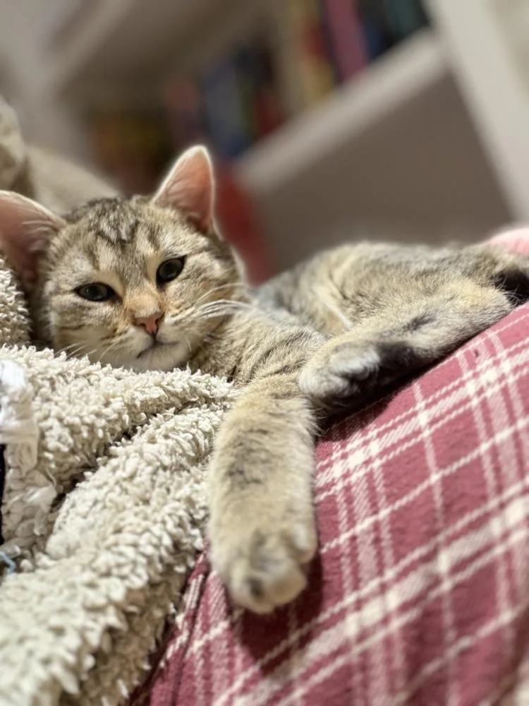 Schitt's Creek:  Alexis