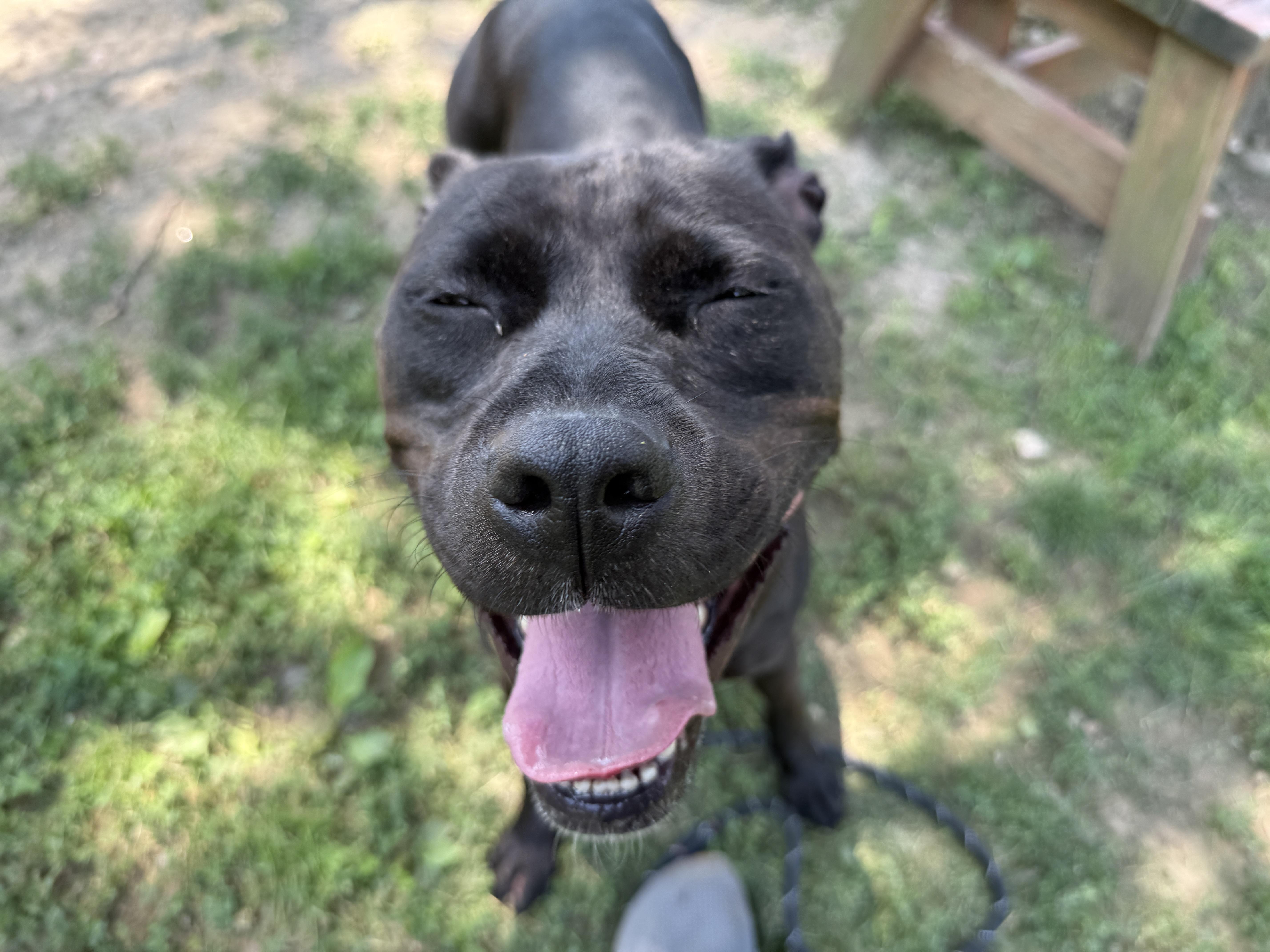 A young medium-sized female Black Pit Bull Terrier dog named Storm for adoption in Yonkers, NY