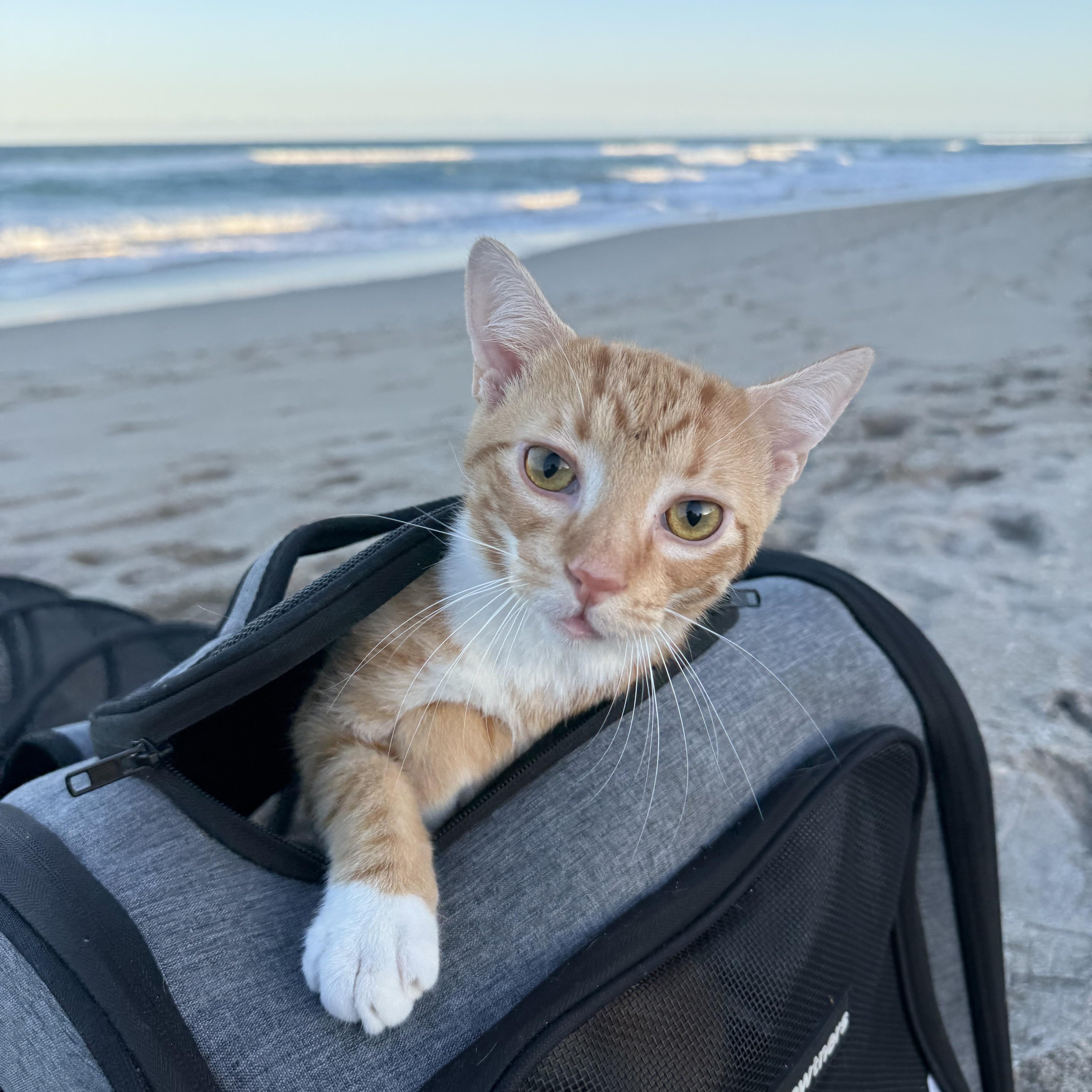 A young medium-sized male Orange & White Domestic Short Hair cat named Tom And Jerry for adoption in Palm City, FL