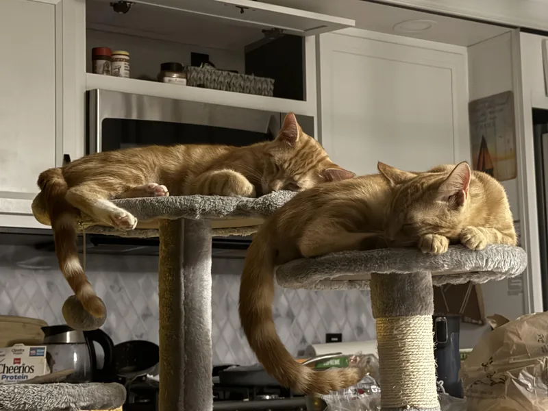 Tom And Jerry thumbnail 3