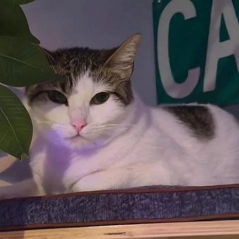 Ellie Alleya thumbnail 2