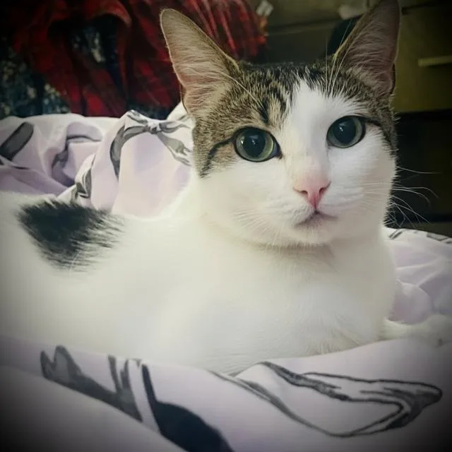 Ellie Alleya thumbnail 3