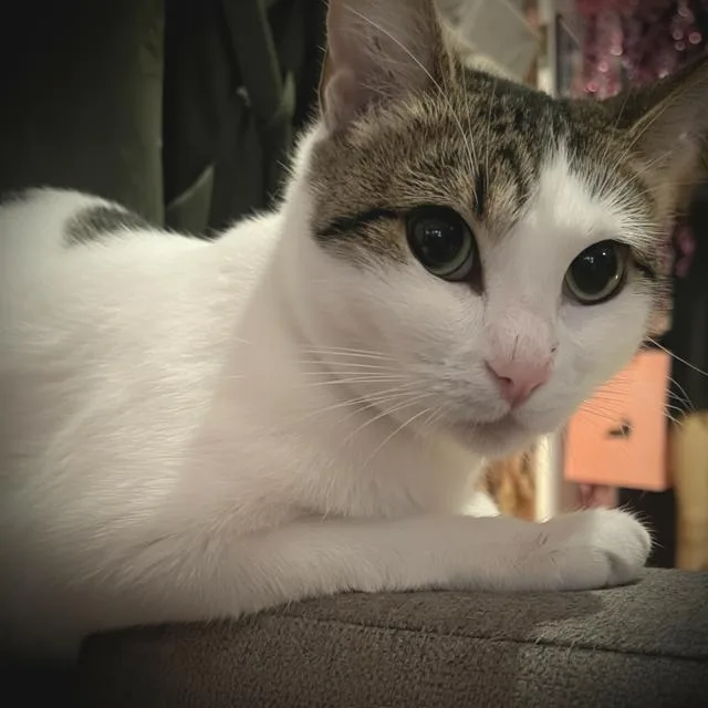 Ellie Alleya thumbnail 4