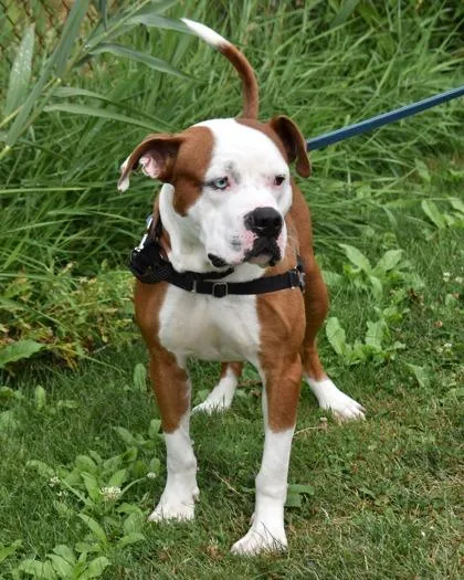 An adult large-sized male Mixed Breed dog named Reuben for adoption in West Seneca, NY