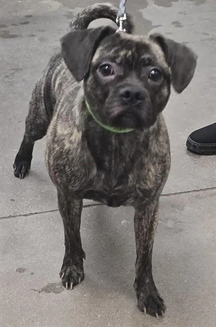 A young medium-sized female Pug dog named Shortee for adoption in Tucson, AZ