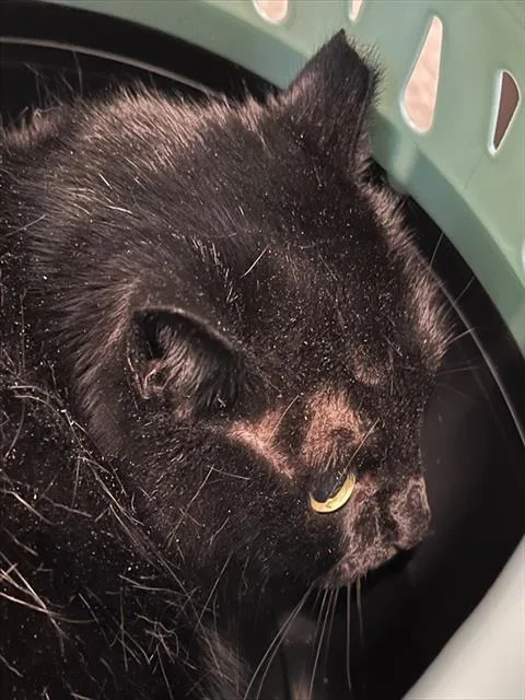 An adult medium-sized female Black Domestic Medium Hair cat named Zoey for adoption in Tavares, FL