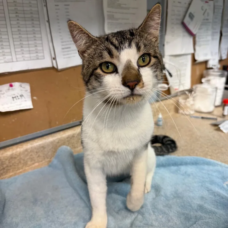 An adult large-sized male Brown / Chocolate Domestic Short Hair cat named Monopoly for adoption in Easton, PA