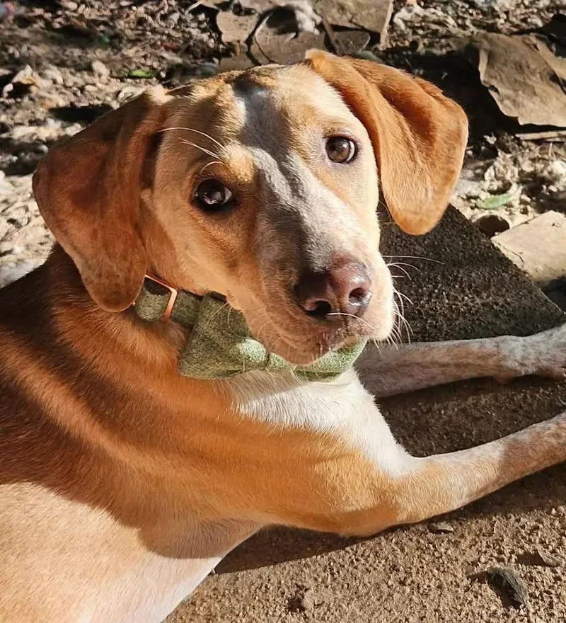 A young medium-sized male Red / Chestnut / Orange Labrador Retriever dog named Georgie Porgie for adoption in Bethpage, NY