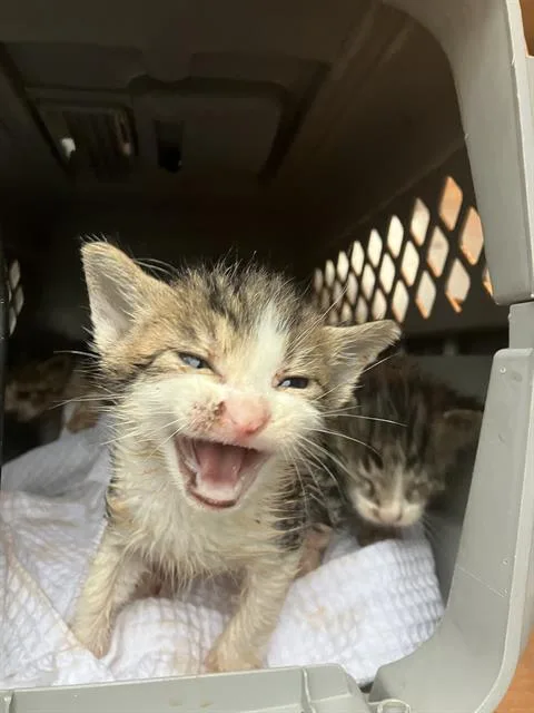 A baby small-sized male Domestic Short Hair cat named Rex for adoption in Dallas, TX