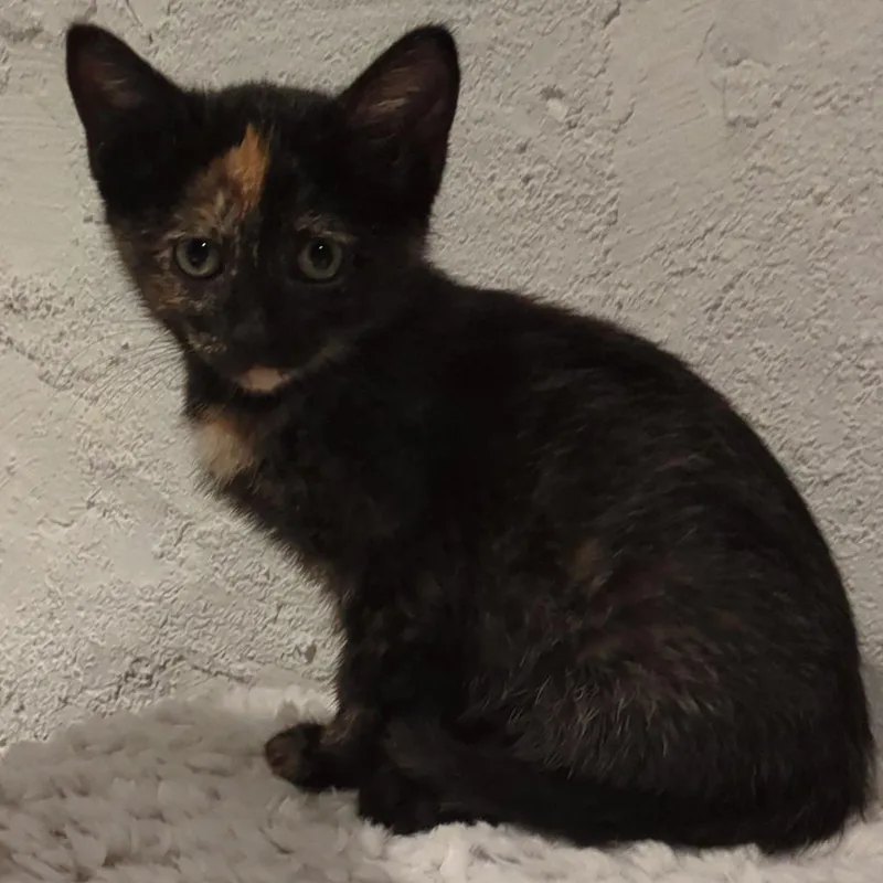 A baby small-sized female Tortoiseshell Domestic Short Hair cat named Rainbow C for adoption in Princeton, MN