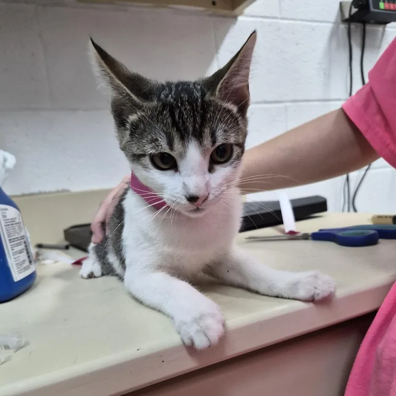 A baby small-sized female Black Domestic Short Hair cat named Daiseymae for adoption in Ardmore, OK