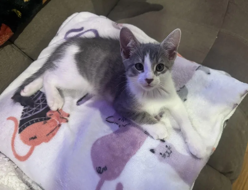 A baby small-sized male Gray & White Domestic Short Hair cat named Bronco for adoption in Newtown Square, PA