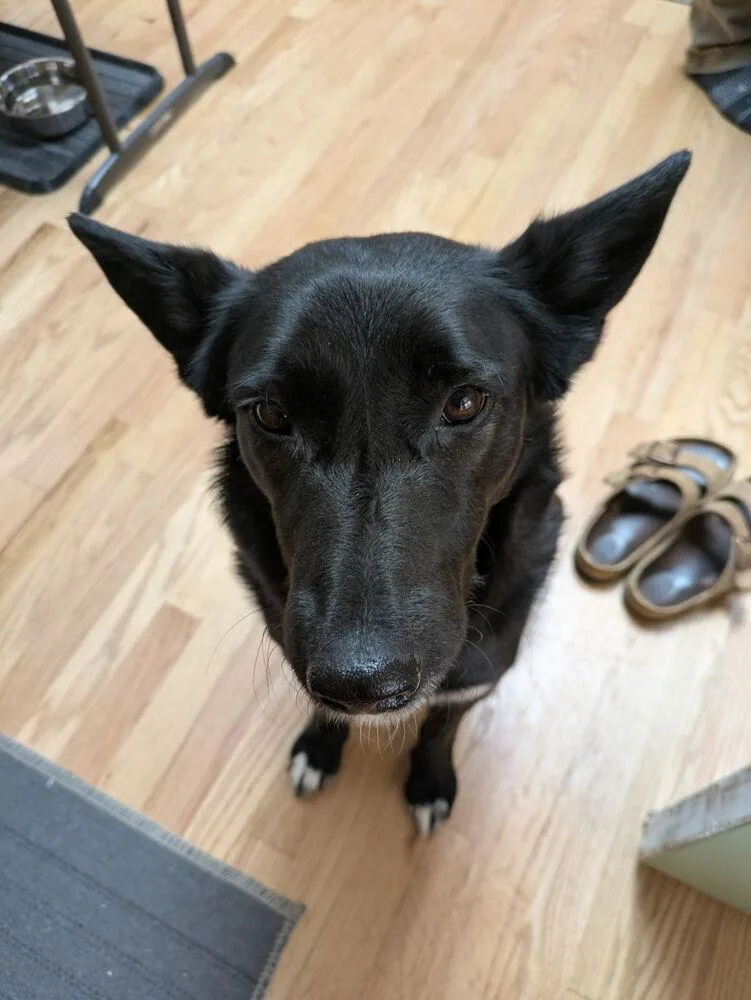 An adult medium-sized female Black Shepherd dog named Daphne for adoption in Commerce City, CO