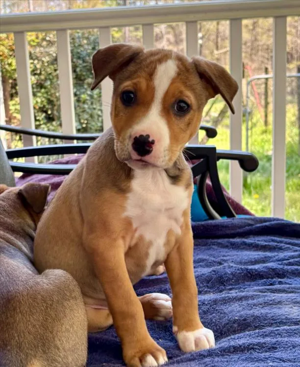 A baby medium-sized female White / Cream Mixed Breed dog named Remy for adoption in Eutawville, SC