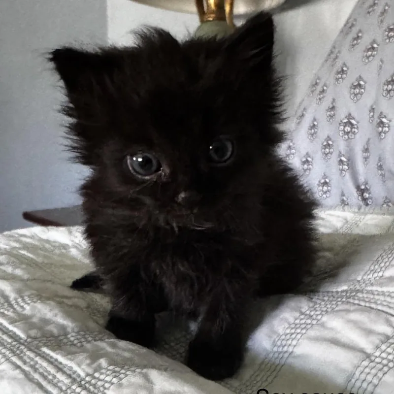 A baby small-sized male Black Domestic Short Hair cat named Soy Sauce for adoption in Danbury, CT