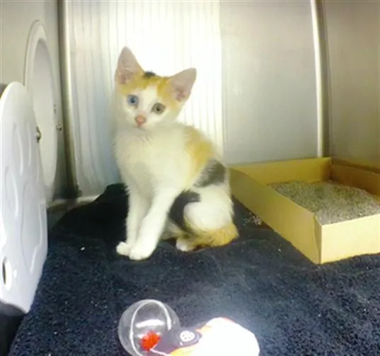 A baby small-sized female Domestic Short Hair cat named Dijon Mustard for adoption in Omaha, NE