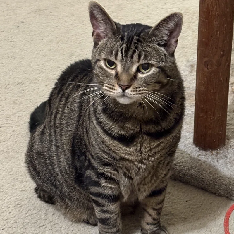 Norbert thumbnail 5