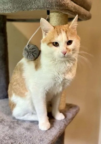 An adult small-sized male Orange & White Domestic Short Hair cat named Seeke for adoption in Midland, VA