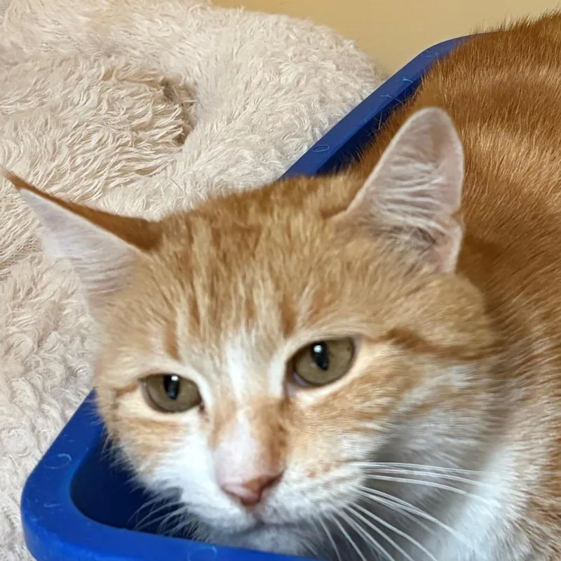 An adult medium-sized female Orange / Red Domestic Short Hair cat named Maxine for adoption in East Hanover, NJ